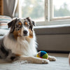 How Much Canned Food to Feed a 50 lb Dog: A Comprehensive Guide