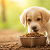 How Much Dog Food for Puppy Per Day: The Ultimate Feeding Guide