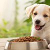 How Much Dog Food to Give Puppy: A Comprehensive Guide for Pet Owners