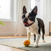 How Much Dry Food for a 60 lb Dog: A Comprehensive Feeding Guide