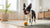 How Much Dry Food for a 60 lb Dog: A Comprehensive Feeding Guide
