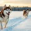 How Much Exercise Do Husky Dogs Need to Stay Happy and Healthy?