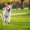 How Much Exercise Does a Medium-Sized Dog Need?