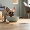 How Much Milk Chocolate Can a Dog Eat? Understanding the Risks and Guidelines
