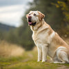 How Much Should a 100 lb Dog Eat: A Comprehensive Guide for Pet Owners