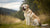 How Much Should a 100 lb Dog Eat: A Comprehensive Guide for Pet Owners