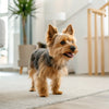 How Much Should a 15 lb Dog Eat? A Comprehensive Guide for Pet Owners