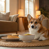 How Much Should a 35 lb Dog Eat? A Thoughtful Guide for Every Dog Parent
