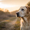 How Much Should a 55 lb Dog Eat? A Comprehensive Feeding Guide for Pet Owners