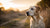 How Much Should a 55 lb Dog Eat? A Comprehensive Feeding Guide for Pet Owners