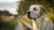 How Much Should a 60 lb Dog Eat? A Comprehensive Feeding Guide