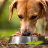How Much Should My Dog Eat on a Raw Diet?