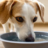 How Much Water Should a Dog Drink by Weight? A Comprehensive Guide for Pet Owners