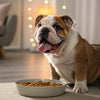 How Much Wet and Dry Food to Feed a Dog: A Comprehensive Guide