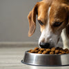 How Much Wet Food Should a Dog Eat a Day? A Comprehensive Guide for Pet Owners