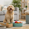 How Much Wet Food Should a Small Dog Eat? A Comprehensive Guide