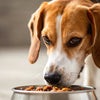How Much Wet Food Should My Dog Eat? A Comprehensive Guide