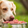 How Often Should I Feed My Dog Raw Food: Insights from Pet Care Experts