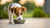 How Often Should Small Dogs Eat? A Comprehensive Guide for Pet Owners