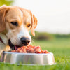 How Often Should You Worm a Dog on Raw Food?