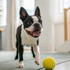How Often to Feed 6 Week Old Puppy: A Guide to Optimal Nutrition and Care