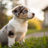 How Often to Feed a 12 Week Old Puppy: A Comprehensive Guide for New Pet Owners