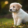 How Often to Feed a 1 Month Old Puppy: A Comprehensive Guide for New Pet Owners