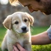 How Often to Feed a 2 Month Old Puppy: A Comprehensive Guide for New Pet Parents