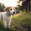 How Often to Feed a 5 Month Old Puppy: A Comprehensive Guide