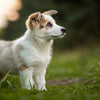 How Often to Feed a 6 Month Old Puppy: A Comprehensive Guide