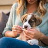 How Often to Feed an 11 Week Old Puppy: A Comprehensive Guide for New Pet Owners