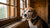 How to Add Fiber to Your Dog's Diet Naturally: A Comprehensive Guide