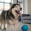 How to Care for a Dog with Bronchitis: A Comprehensive Guide for Pet Owners