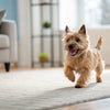 How to Choose Dog Treats: An In-Depth Guide for Pet Parents