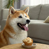 How to Choose Dry Dog Food: A Comprehensive Guide for Pet Owners