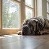 How to Clean a Dog Wound: A Comprehensive Guide for Pet Owners