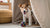 How to Dry Chicken for Dog Treats: A Complete Guide for Pet Lovers