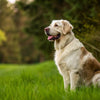 How to Estimate Dog Weight Full Grown: A Comprehensive Guide for Pet Owners