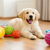How to Exercise a Dog Without Walking: Creative Indoor Activities for Happy Pups