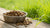 How to Feed Dry Dog Food: A Comprehensive Guide for Pet Owners