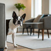 How to Feed Your Dog a Raw Diet: A Comprehensive Guide for Pet Owners