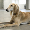 How to Find Treats Your Dog Likes: A Comprehensive Guide for Pet Owners