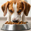 How to Get a Dog to Eat Dry Food: Tips and Tricks for Picky Eaters