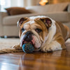 How to Get a Picky Dog to Eat Dry Food: A Comprehensive Guide for Pet Owners