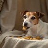 How to Get a Picky Dog to Eat Kibble: Effective Strategies for Pet Owners