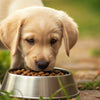 How to Get a Puppy to Eat Dog Food: A Pet Parent’s Guide to Nourishing Your New Best Friend
