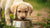 How to Get a Puppy to Eat Dog Food: A Pet Parent’s Guide to Nourishing Your New Best Friend