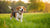 How to Get Weight on a Dog Fast: A Comprehensive Guide for Pet Owners
