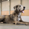 How to Get Your Dog to Eat Kibble Again: A Comprehensive Guide