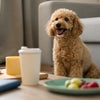 How to Get Your Puppy to Eat Dry Dog Food: Proven Strategies for Success